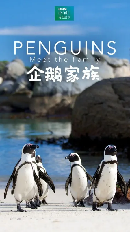 企鹅家族PenguinsMeettheFamily