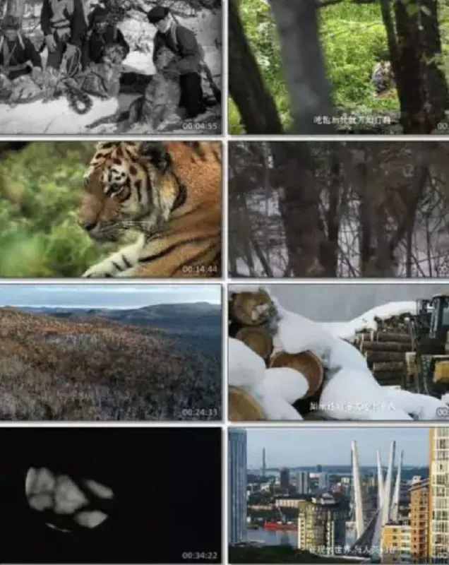 俄罗斯野生老虎